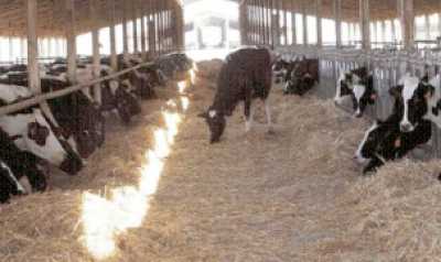 أعلى 10 فرص إنتاج الألبان الأبقار التجارية عالية الفرص