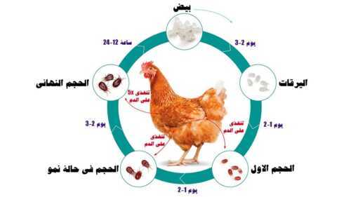 7 طرق طبيعية للتخلص من علامة الطيور على الدجاج