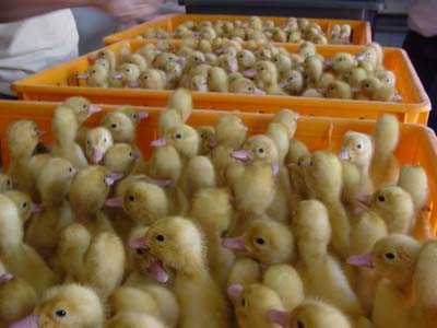 كيف تنمو عضويا الدجاج في الفناء الخلفي للحوم البيض