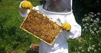 دليل مفصل حول كيفية الحصول على منحة لزراعة نحل العسل