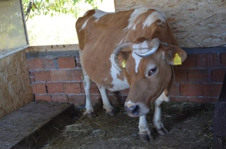 Как да отглеждаме млечни крави (Ръководство за начинаещи) –