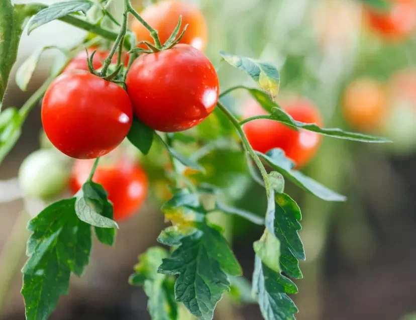търговско отглеждане на домати за начинаещи –