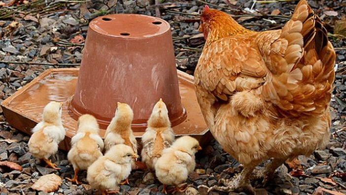 Невероятните предимства на домашните пилета –