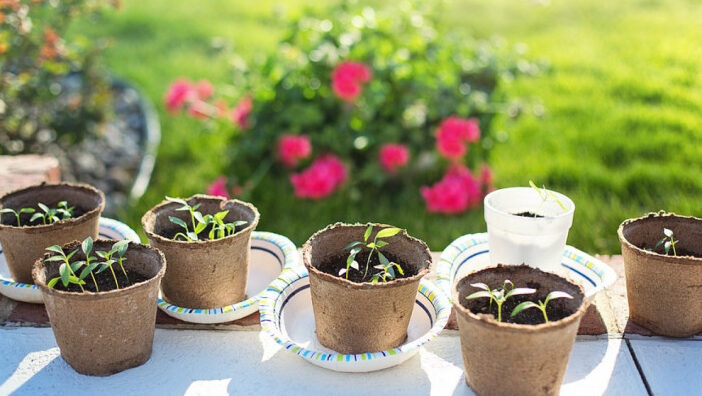 отглеждане на органични репички във вашата домашна градина –