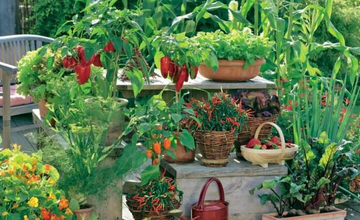Отглеждане на органична царевица във вашата домашна градина –