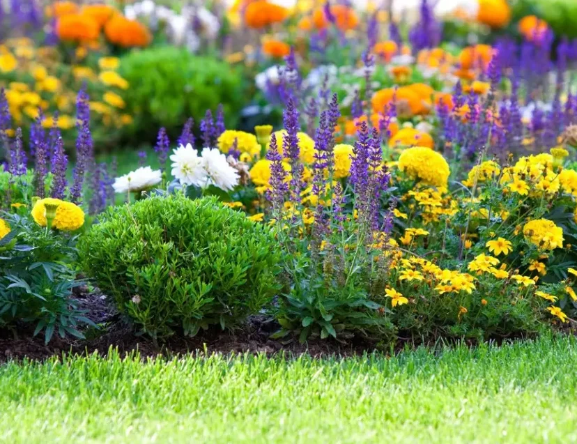 органично отглеждане на колраби във вашата домашна градина –