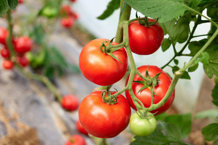 Komerční pěstování rajčat pro začátečníky –