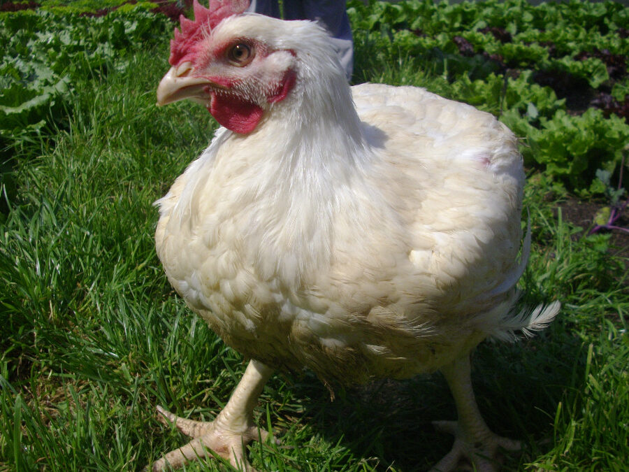 Nákup jednodenních kuřat na prodej 10 faktorů, které je třeba zvážit –