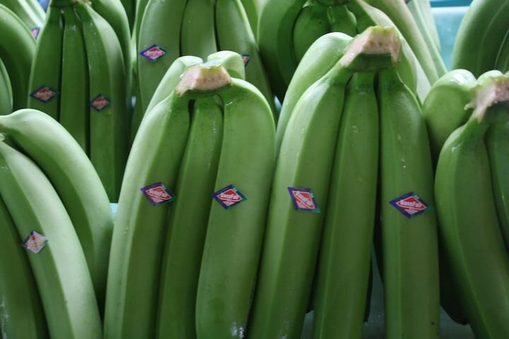 Ukázka šablony podnikatelského plánu pěstování banánů –