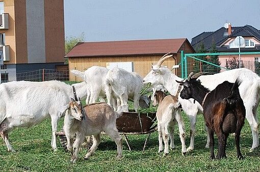 Zahájení podnikání v oblasti chovu koz –