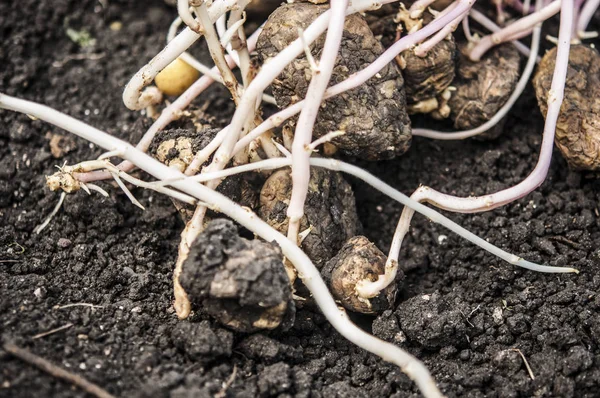 dyrkning af økologiske kartofler i din hjemmehave -