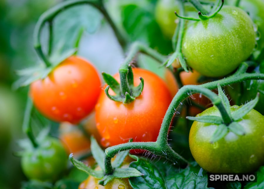 dyrkning af økologiske tomater i din hjemmehave -