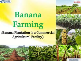Eksempel på skabelon for Banana Farming Business Plan -