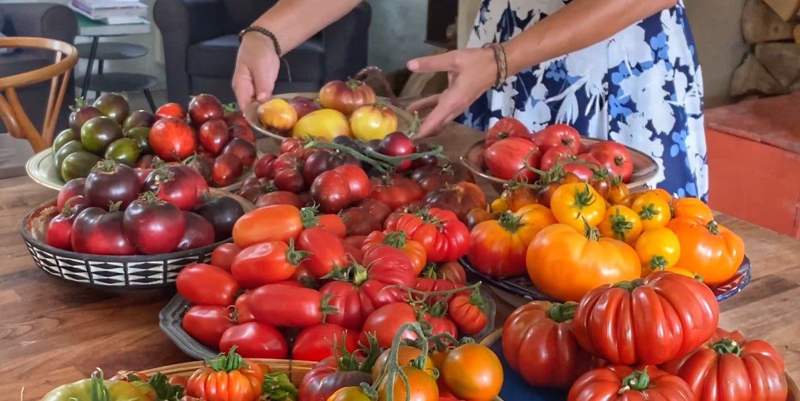 Kommerciel tomatdyrkning for begyndere –
