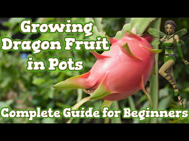 Growing Pitaya for begyndere –