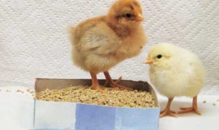10 easy steps to take care of chicks after birth