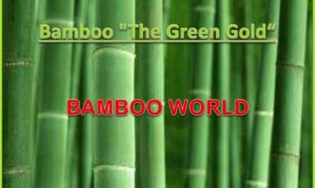 Bamboo Farm Business Plan Template Launch