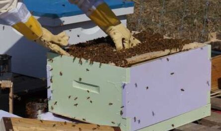 Beekeeping Farm Business Plan
