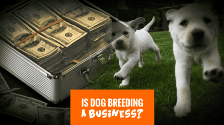 Breeding business