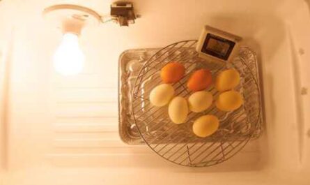 Buy or create your own egg incubator - which is the best
