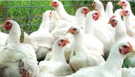 Choosing a location for your poultry farm