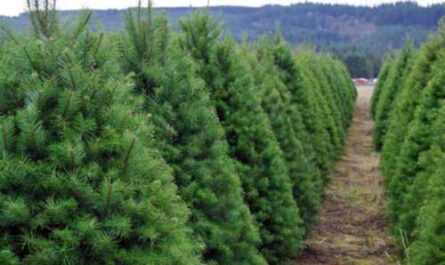 Christmas tree launch on farm business plan