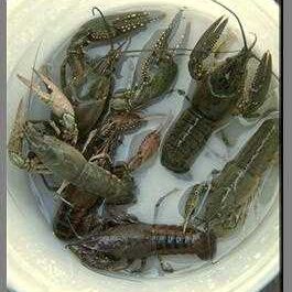Crayfish farming business