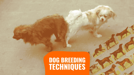 Dog breeding operate