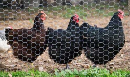 Fencing your poultry farm