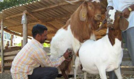 Goat breeding business
