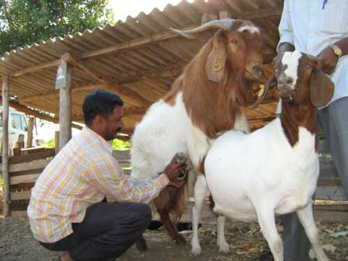 Goat breeding business