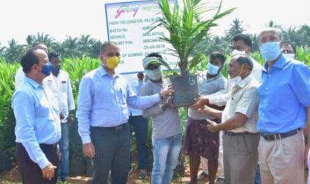 Launch  for oil palm plantation
