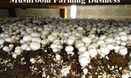 Launch of the mushroom farm business plan
