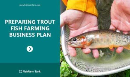 Launch of the trout farming business plan