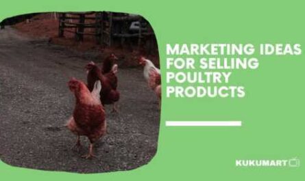 Marketing Ideas For Quickly Selling Poultry
