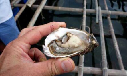 Oyster farming business