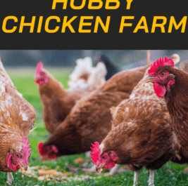 Poultry Farm Ideas Company Title