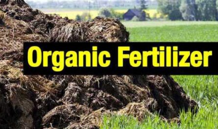 Production of organic fertilizers