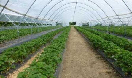 Qreenhouse on an organic farm  business plan