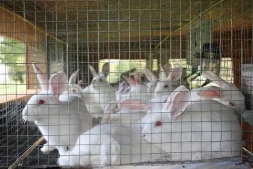 Rabbit farm  business plan