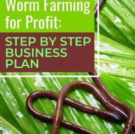 Start of a home worm breeding business with a profit