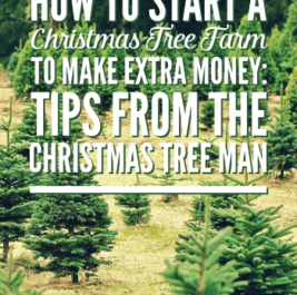 Starting a Christmas tree business on the farm