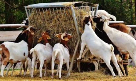 Starting a Goat Farm - Example of a Business Plan