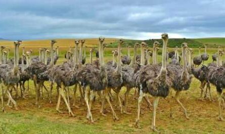 Starting Your Ostrich Farm -  Business Plan