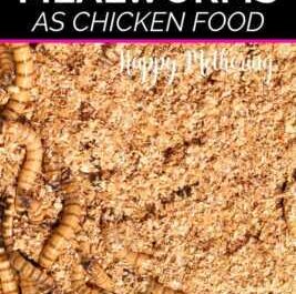 Steps to raising mealworms for your chickens
