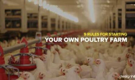 Tips for Growing Poultry Business