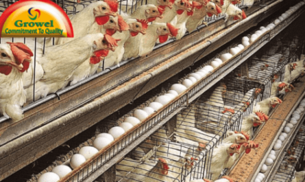Ways to do market research . poultry farm