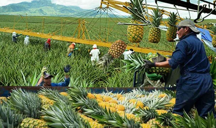 Collection and processing of pineapples – a modern production line and technology for the production of fruit juices in bottles!