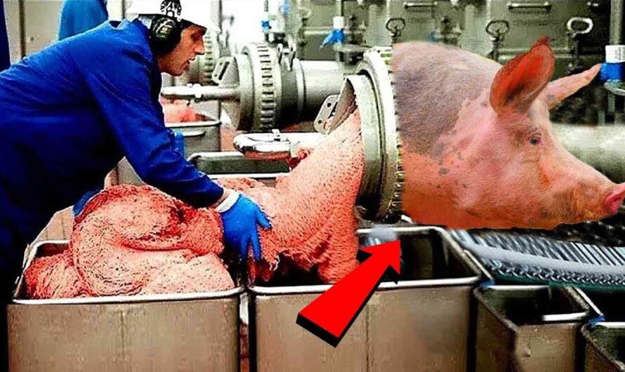 Modern Pig Breeding – Million Dollar Pork Processing Plant – Russian Sausage Technology