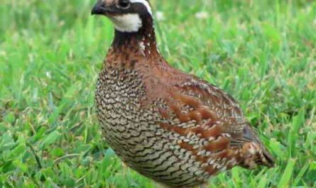 Advantages of quail farming: what are the advantages of quail farming